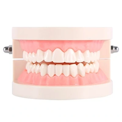 Image of 1pcs PVC Dental Care Model Dentist Adult Teeth Standard Teaching for Demonstration To Children About Brushing