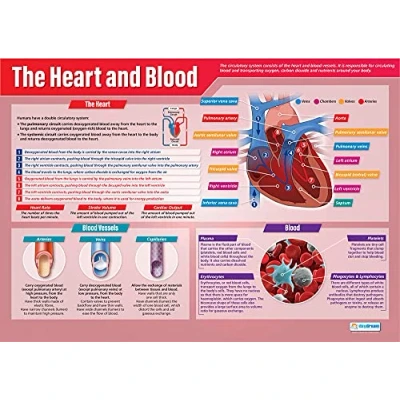 Image of Daydream Education The Heart and Blood Biology Poster EXTRA LARGE A1 (850mm x 594mm) Laminated Science Secondary School Wall Charts
