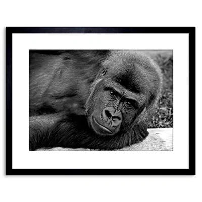 Image of Wee Blue Coo 9x7 &#039;&#039; GORILLA APE BLACK WHITE FRAMED ART PRINT PICTURE MOUNT PHOTO F97X372
