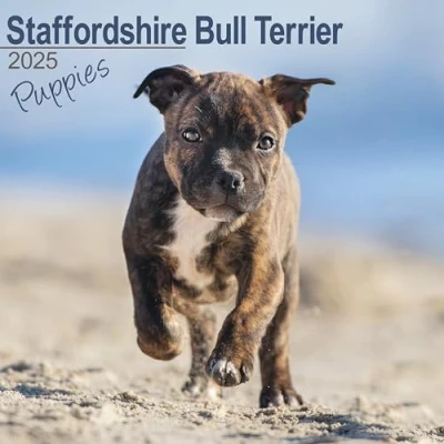 Image of Staffordshire Bull Terriers Puppies 2025 12 x 24 Inch Monthly Square Wall Calendar Plastic Free BrownTrout Staffies Dog Breeds