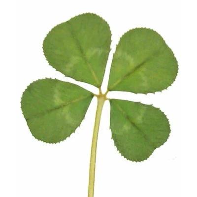 Image of GENUINE REAL 4 FOUR LEAF CLOVER WEDDING FAVOUR WITH CERTIFICATE OF AUTHENTICITY