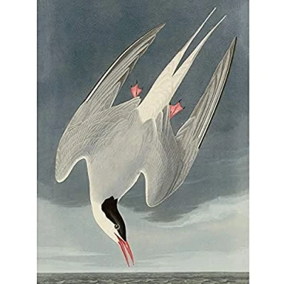 Image of Artery8 Audubon Birds America Arctic Tern Art Print Canvas Premium Wall Decor Poster Mural