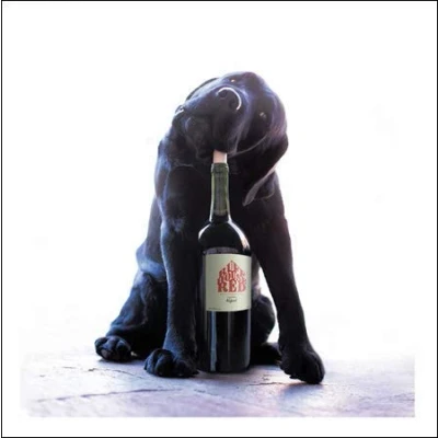 Image of Lovely Photographic Male/Female Blank Greeting Card from The Loose Leashes Range Ruff House Red, Hooch, Reveller Suitable for Birthdays and Other Occasions (WDM 450525)