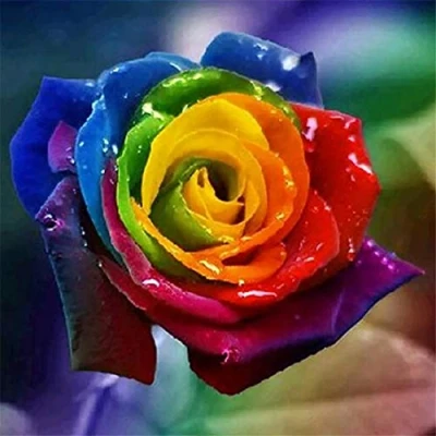 Image of Abillyn Embroidery Cross Stitch Kits Colorful Rose Flower Stamped with Printed Pattern Starter Kit (Rose)