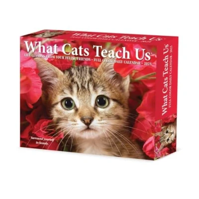 Image of What Cats Teach Us 2025 Box