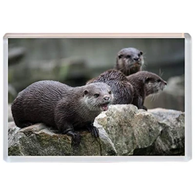 Image of Otters Cute Jumbo Fridge Magnet ID868