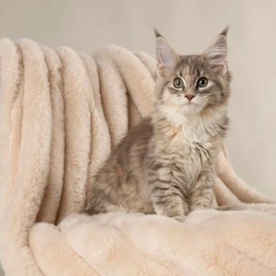 Image of Scruffs Aspen Dog/Pet Blanket