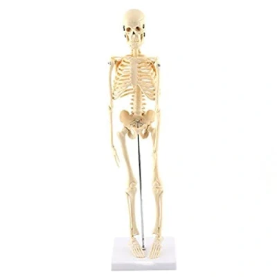 Image of GAESHOW Human Skeleton Anatomical Model, Life Size Skeleton, 17.7 in Teaching Tool With Base PVC, Movable Arms and Legs Scientific Model for Medical Educational Training Aid