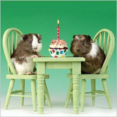 Image of Photographic Greeting Card (ABA8643) Birthday Guinea Pigs