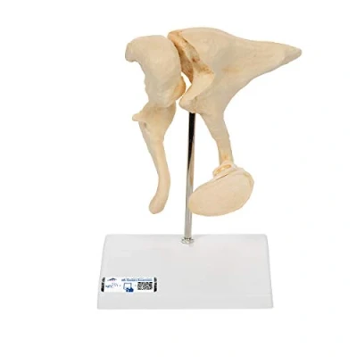 Image of 3B Scientific Ossicle Model + free Anatomy App Smart