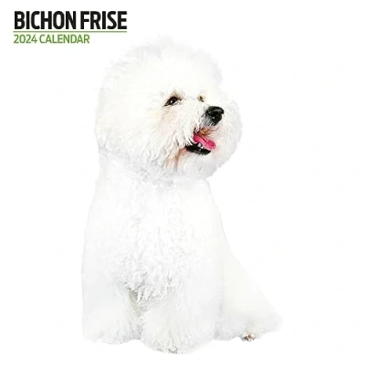 Image of Bichon Frise Modern 2024 Calendar