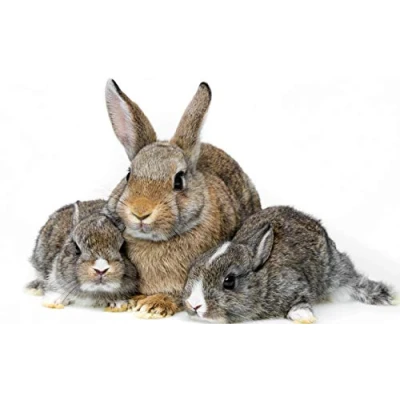 Image of Three Rabbits Jigsaw Puzzles For Adults 1000 Piece Diy Puzzle Kids Wooden Toys