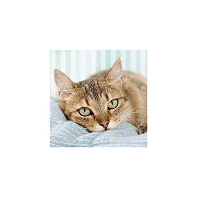 Image of Carte Blanche 3D Holographic Card Up Close Cat Kitten