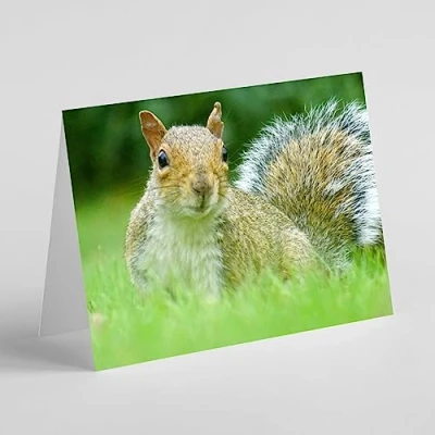 Image of Beebooh cards grey squirrel in long grass birthday card