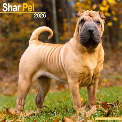 Image of Shar Pei Calendar 2026