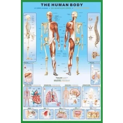Image of Laminated The Human Body and it&#039;s Organs 61x91.5cm