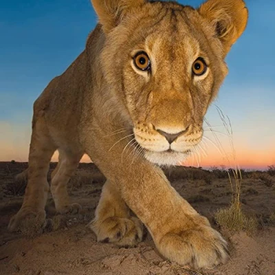 Image of Wildlife Photographer of the Year Curiosity and Cat Blank Greeting Card with Envelope