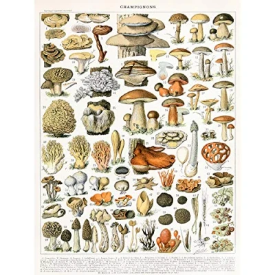 Image of Artery8 Millot Encyclopedia Page Mushrooms Variety Large Wall Art Poster Print Thick Paper 18X24 Inch