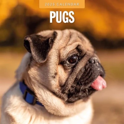 Image of Pugs 2025 Square Wall Calendar by Red Robin Publishing
