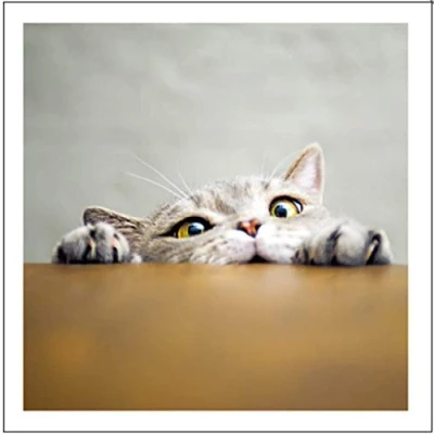 Image of Peekaboo Funny Cat Greetings Card Birthday Humorous for Lovers 468414