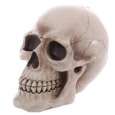 Image of Puckator Life Size Realistic Skull Money Box