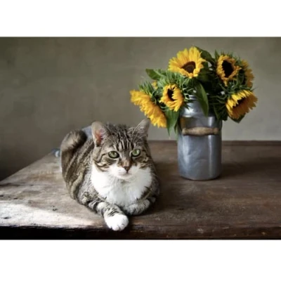 Image of Sunflower Cute Tabby Cat &amp; Flowers Greeting Birthday Card FF2283 Blank Inside