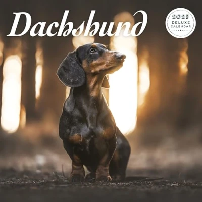 Image of Dachshund 2025 Deluxe Calendar