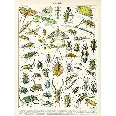 Image of Artery8 Millot Encyclopedia Page Insects Beetles Art Print Canvas Premium Wall Decor Poster Mural