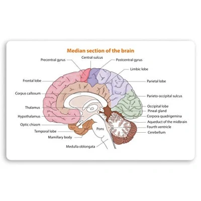 Image of 2 x 10cm Human Brain Diagram Vinyl Stickers Biology Science Sticker #34412 (10cm Wide)