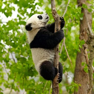 Image of Panda Greeting Card with SOUND. Animal noise plays when you open this card. Blank on the inside making it perfect for many occasions and a unique gift idea.