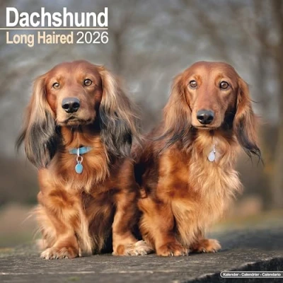 Image of Long Haired Dachshund Calendar 2026