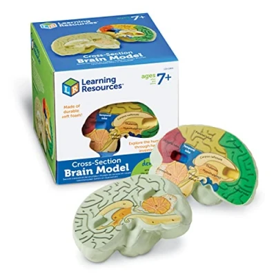 Image of Learning Resources LER1903 Cross Section Human Brain Model, Multicoloured, 13cm