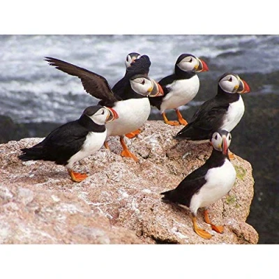 Image of Wee Blue Coo Animal North Atlantic Puffins Art Print Poster Wall Decor 12X16 Inch