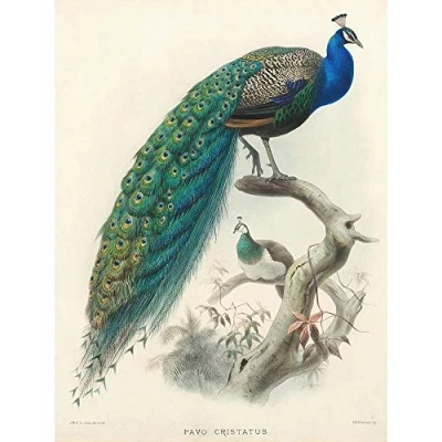 Image of Wee Blue Coo Illustration Animal Peacock Bird Scientific Pavo Cristatus Art Print Poster Wall Decor 12X16 Inch