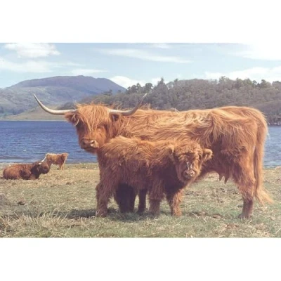 Image of The House of Puzzles 1000 Piece DeLuxe Jigsaw Puzzle Highlanders Moray Collection