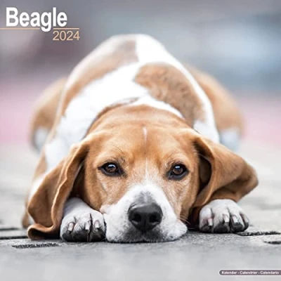 Image of Beagle Calendar 2024 Square Dog Breed Wall 16 Month