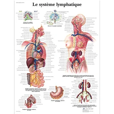 Image of 3B Scientific anatomical board, 1