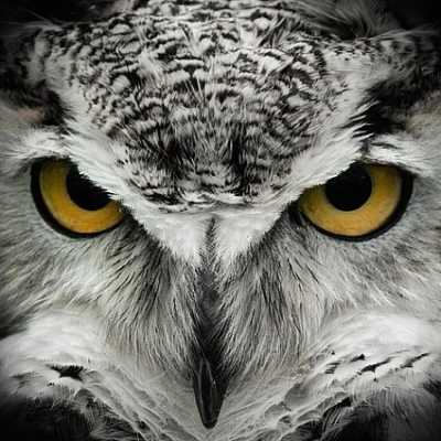 Image of Carte Blanche 3D Holographic Card Up Close Owl