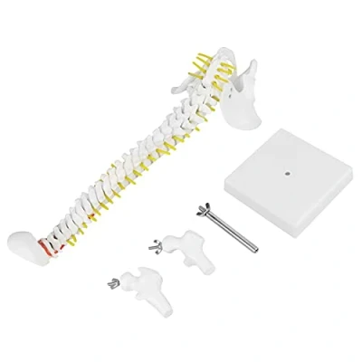 Image of Flexible Spine Model 45cm Life Size Spinal Cord with Vertebrae, Nerves, Arteries, Lumbar Column, and Male Pelvis Stand for Skeleton Anatomy Study Teaching, Other Leads Probes