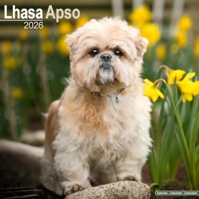 Image of Lhasa Apso Calendar 2026