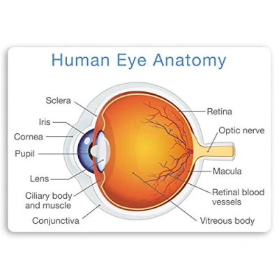 Image of 2 x 10cm Human Eye Diagram Vinyl Stickers Biology Science Teacher Sticker #34405 (10cm Wide)