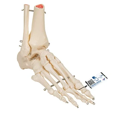 Image of 3B Scientific A31 Foot and Ankle Skeleton Model + free Anatomy App Smart