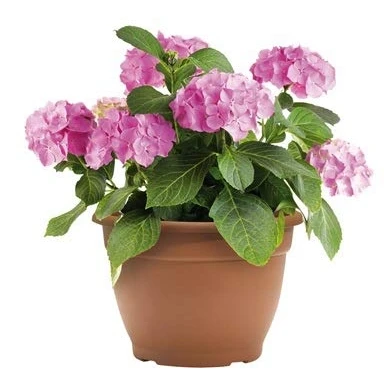 Image of Green Path Plant, Terracotta, 36cm 15.3 Litre Pot