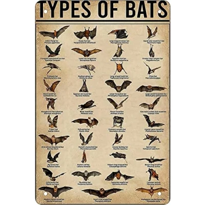Image of Retro Funny Metal Sheet Signs Bat Knowledge, Wall Decoration, 6x8 Inch