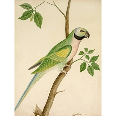Image of Artery8 Green Parrot Watercolour India 19th Century Extra Large XL Wall Art Poster Print
