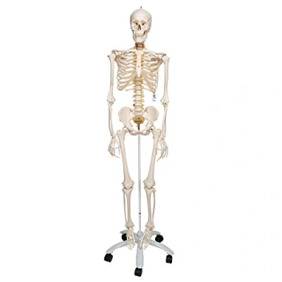 Image of 3B Scientific Human Anatomy Skeleton Model Fred Flexible, On Pelvis Mounted Rolling Stand A15 + free App Smart