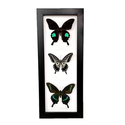 Image of Guoyoocc Exquisite Butterflies Insect Specimen,Insect Taxidermy Specimen,Unique Collectables,Natural Specimen,Real Butterfly Mounted Under Glass Handmade Wooden Frame