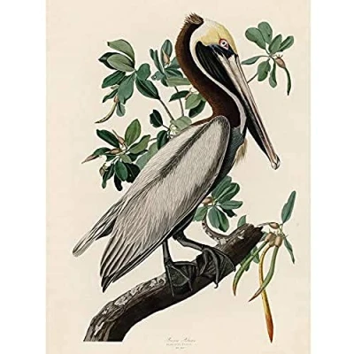 Image of Artery8 Audubon Birds America Brown Pelican Unframed Wall Art Print Poster Home Decor Premium