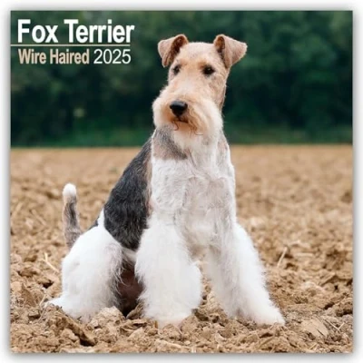 Image of Fox Terrier (Wirehaired) 2025 Square Wall Calendar Dog Breed Calendar: Original Avonside Kalender [Mehrsprachig] [Kalender]