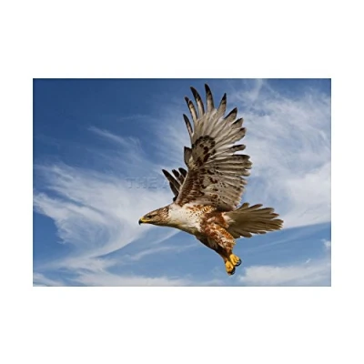 Image of Wee Blue Coo Ferruginous Hawk Prey Hunting Flight Bird Picture Wall Art Print